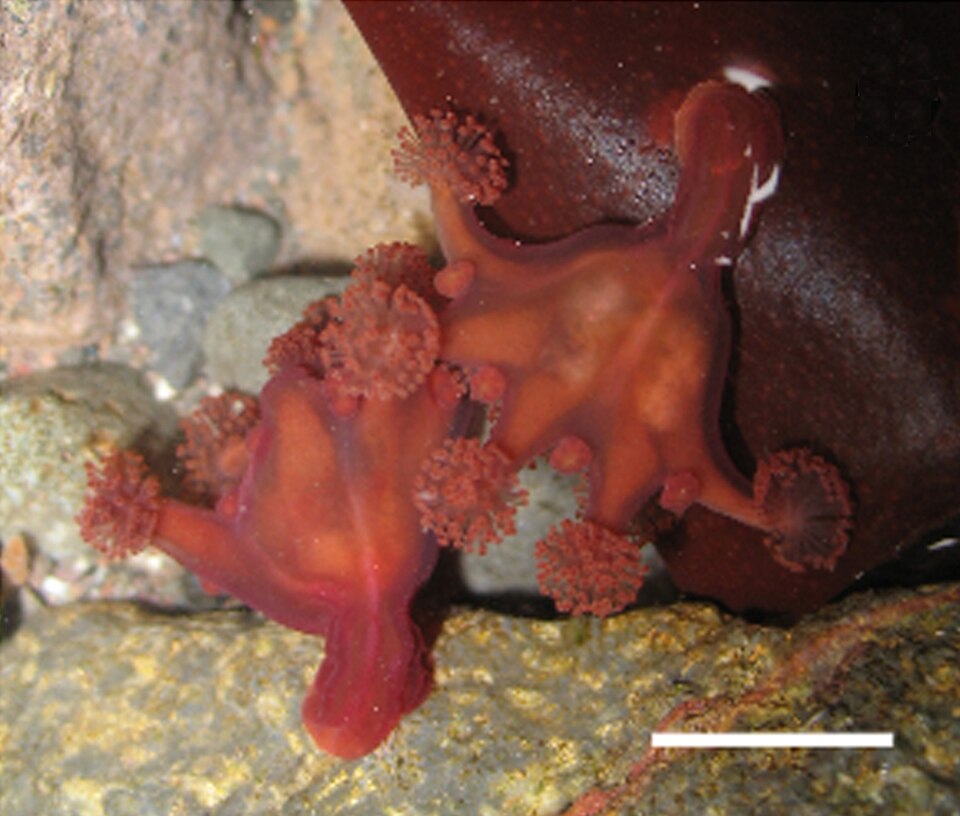 9. Stalked and Sessile Deep-Sea Animals That Sit Between Major Groups