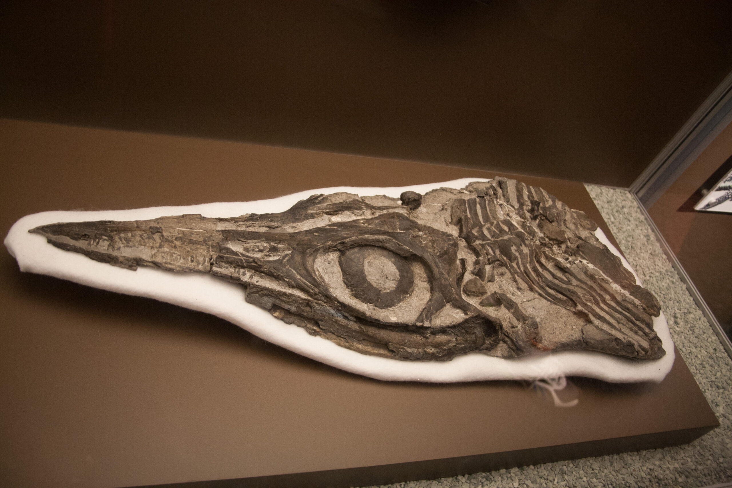 How Ichthyosaur Eyes Stack Up Against Modern Animals