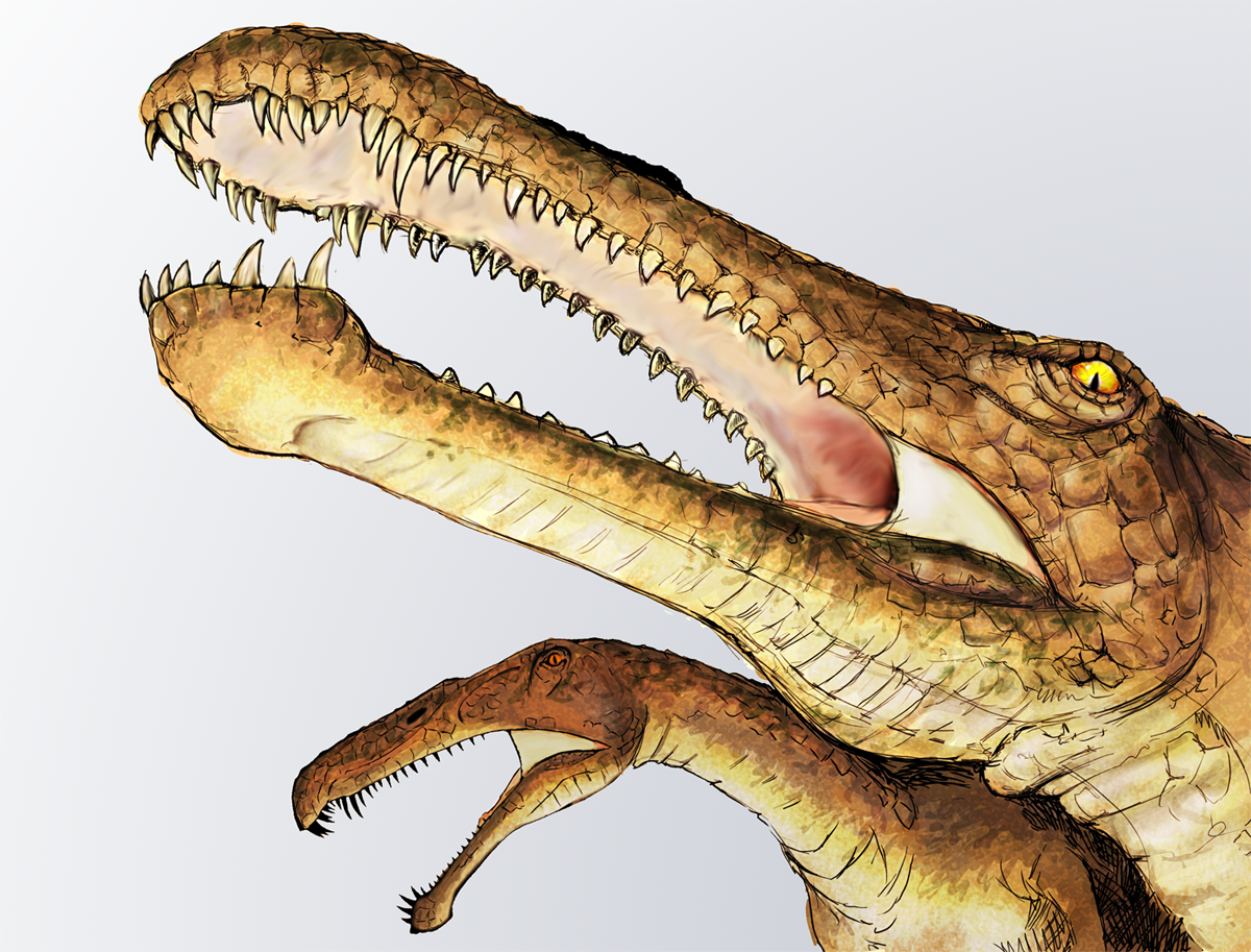 5. Its brain and senses show adaptations for life around water
