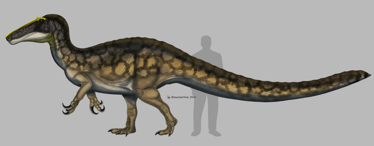 3. Irritator was a medium‑sized spinosaurid with a crocodile‑like snout 