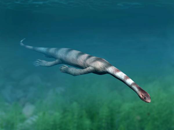 The Strange Life of Keichousaurus, One of the Smallest Marine Reptiles Ever Found