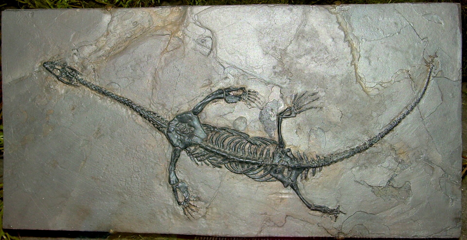 After the Apocalypse: Keichousaurus in a Recovering Planet