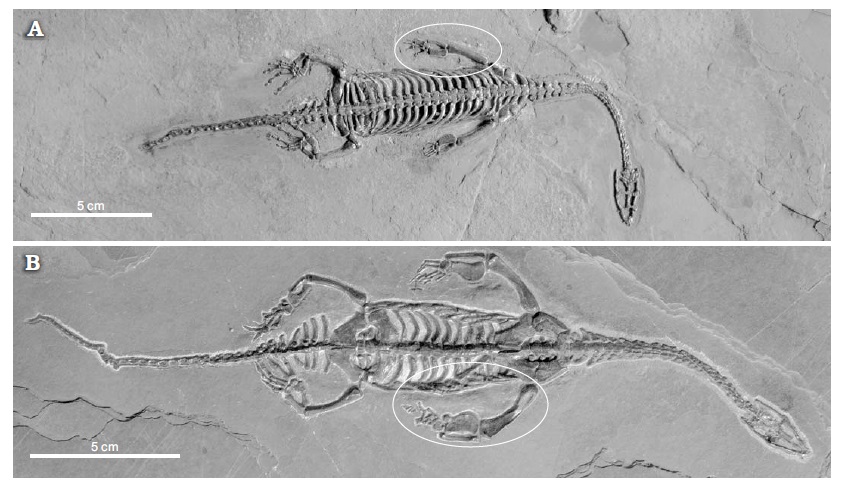 Clues from Fossils: Families, Death Poses, and Ancient Lagoons