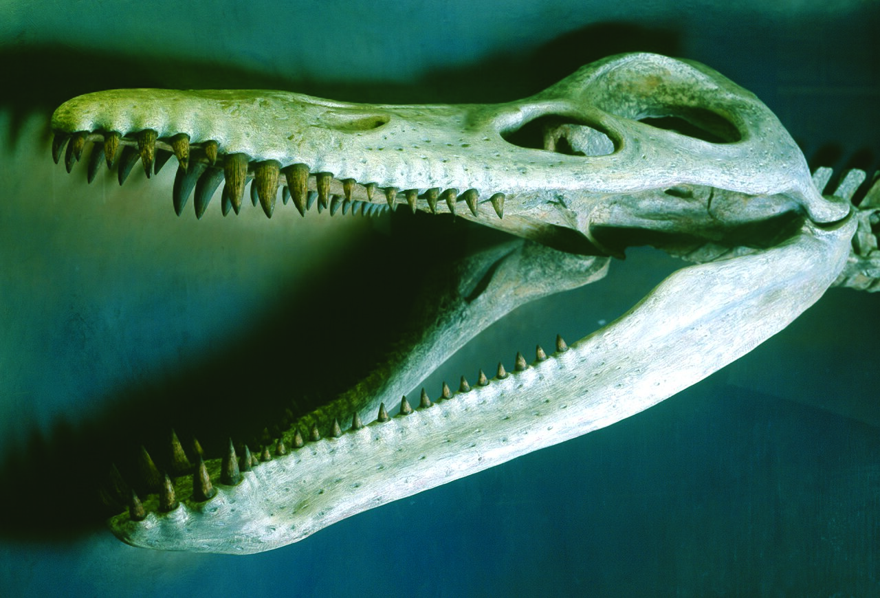 Skull, Teeth, And A Bite Designed To Break You