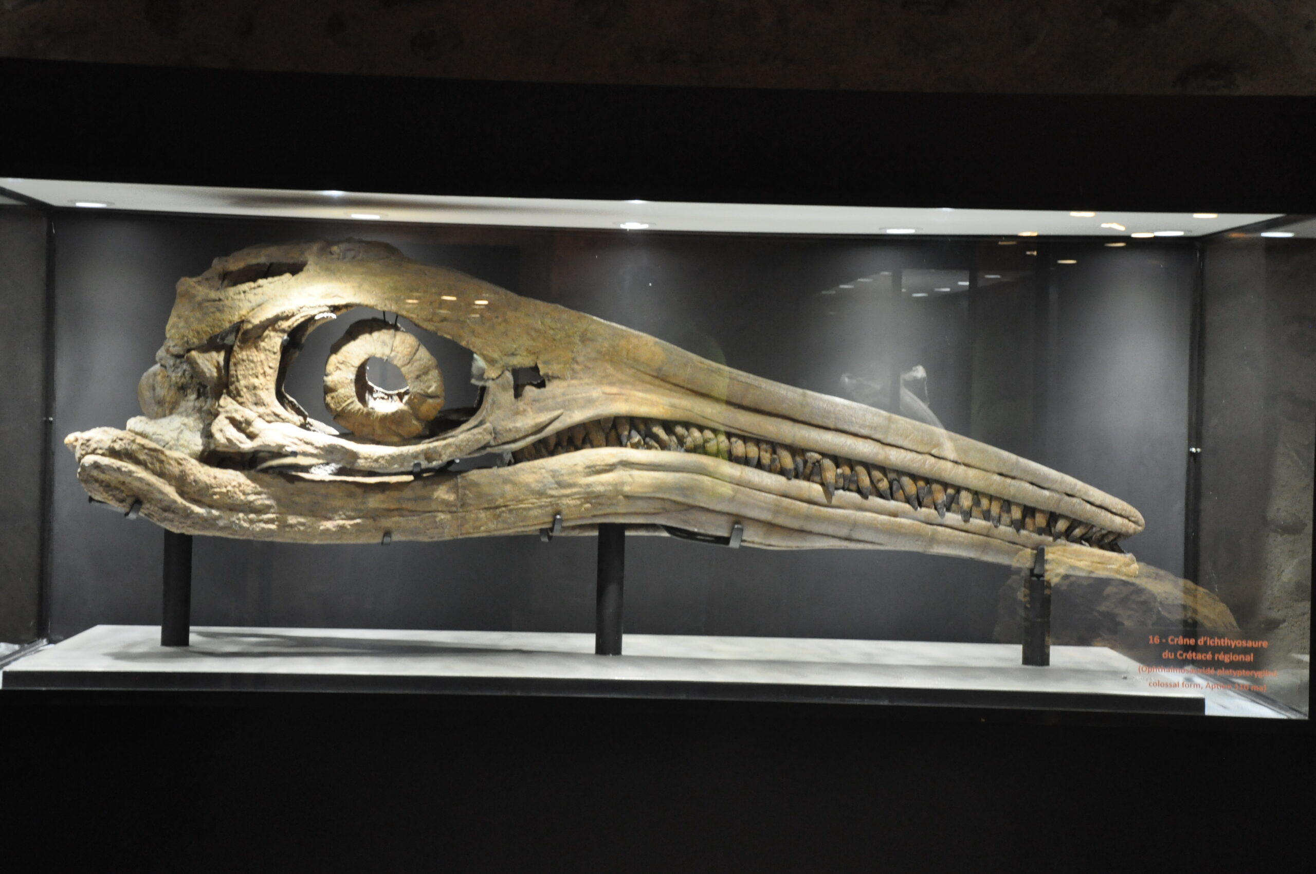 Why Would A Marine Reptile Need Eyes That Big?