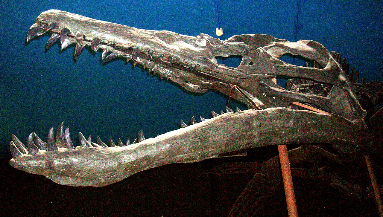 Jaw Power, Teeth, and Bite Strategy: Terror Engineered by Evolution