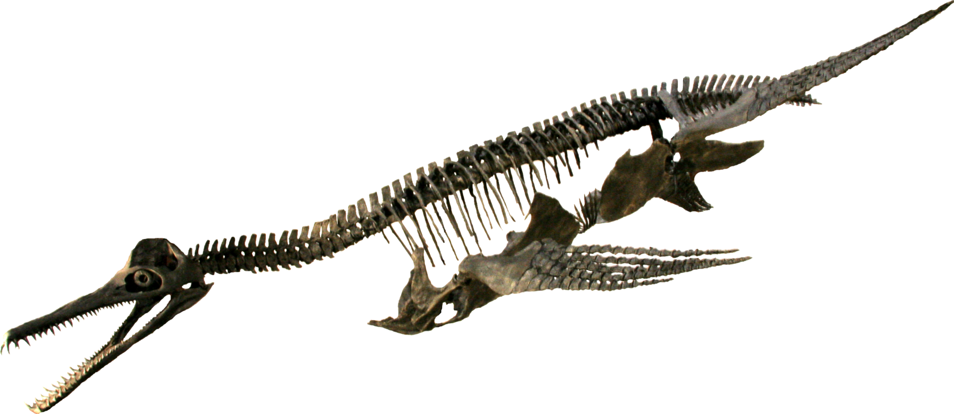 The Strange, Long Snout and a Forest of Teeth