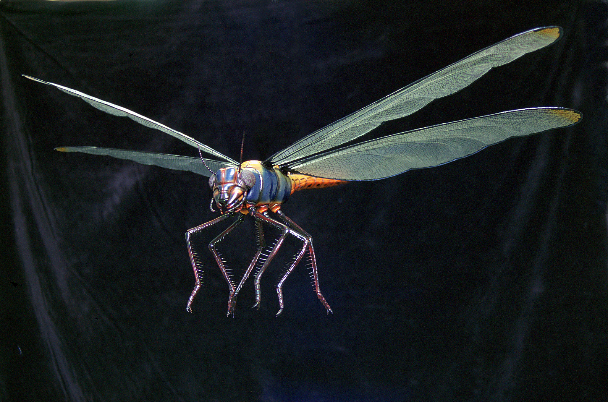 Meganeuropsis: The Even Bigger Cousin That Owned the Skies
