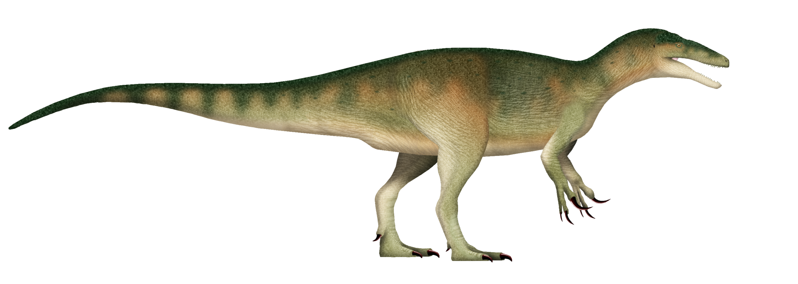 Megaraptor (And Other Giant Clawed Theropods): The Over‑Armed Enforcers