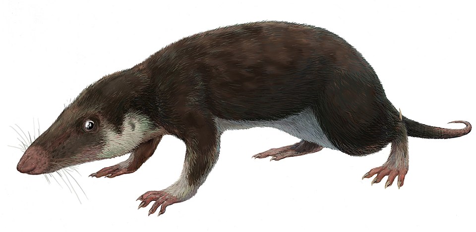 Morganucodon: The Shrew-Sized Night Walker Under Dino Feet
