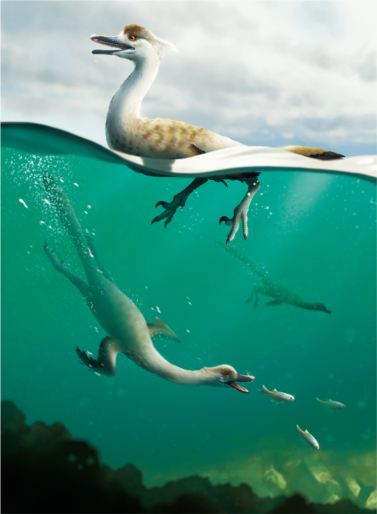 Natovenator: The Streamlined “Swimming Hunter” Built Like a Dinosaur Loon