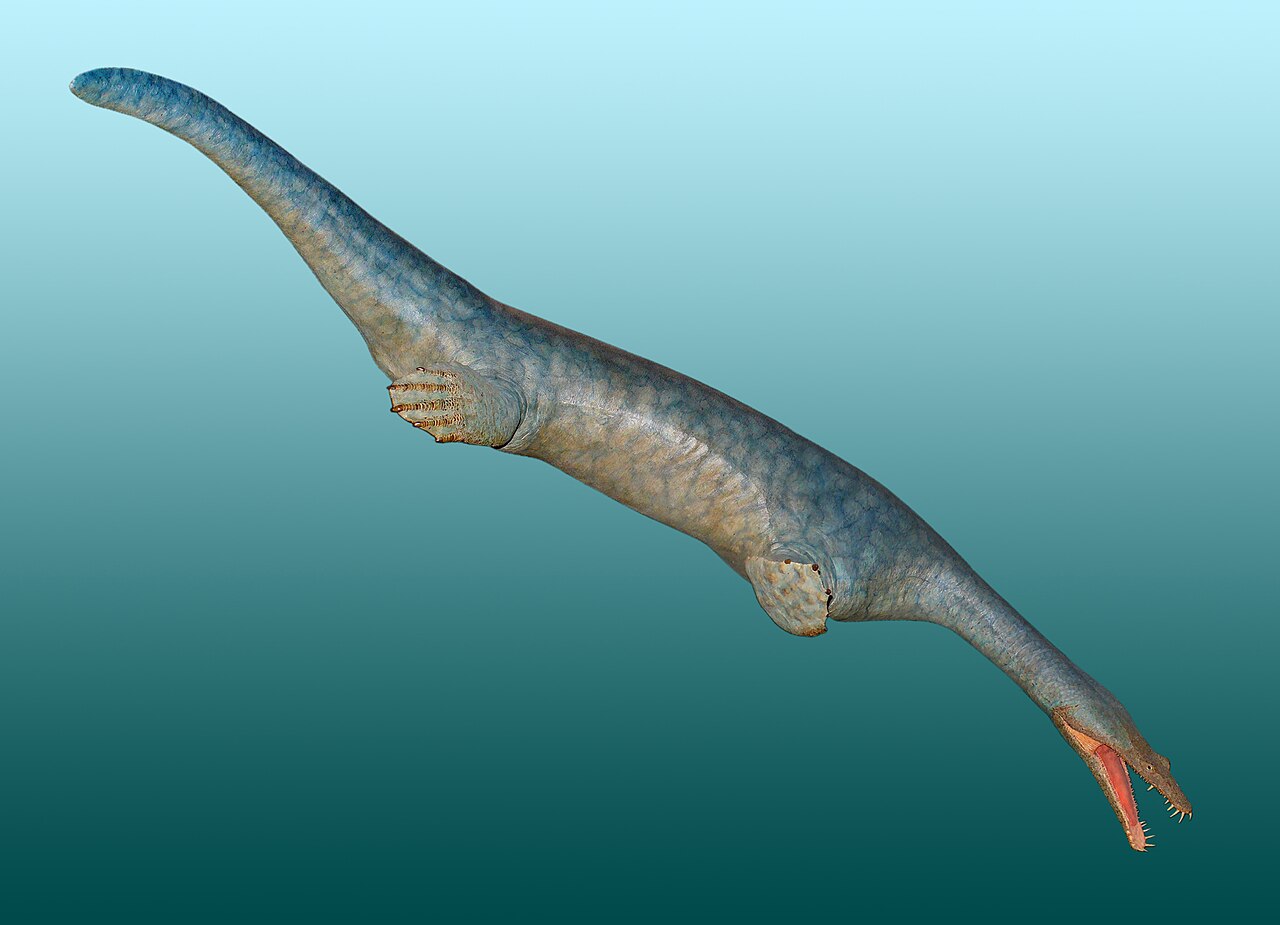 Limbs That Are Halfway to Flippers 