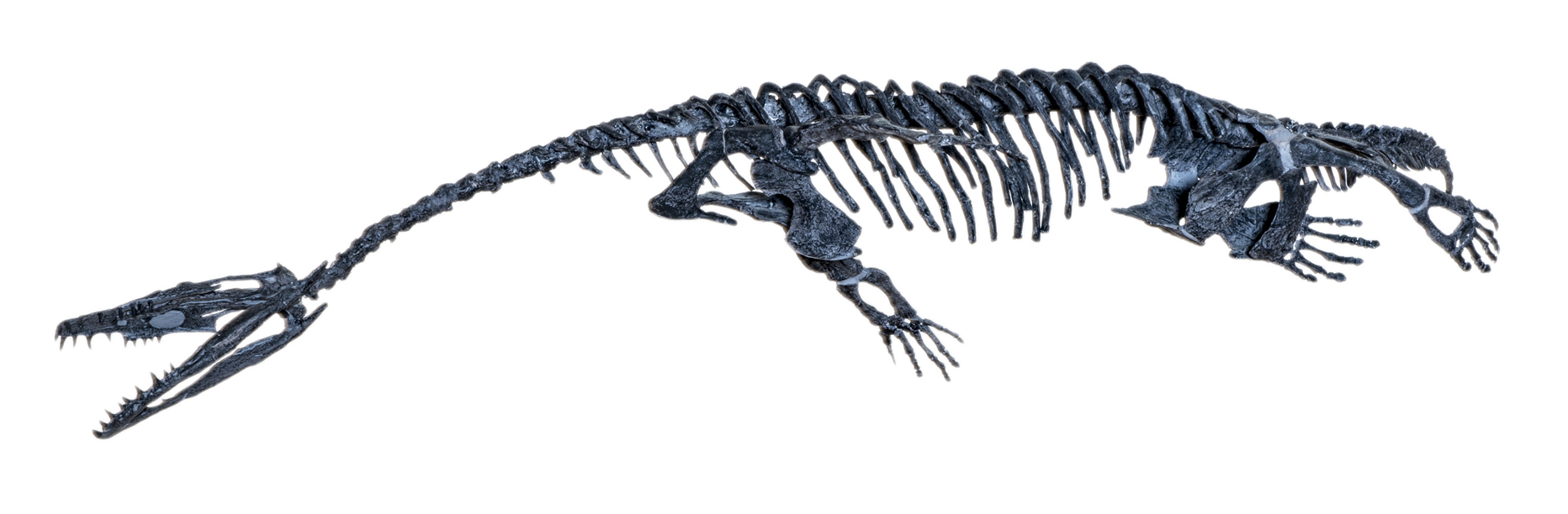 A Step on the Road to Fully Marine Reptiles