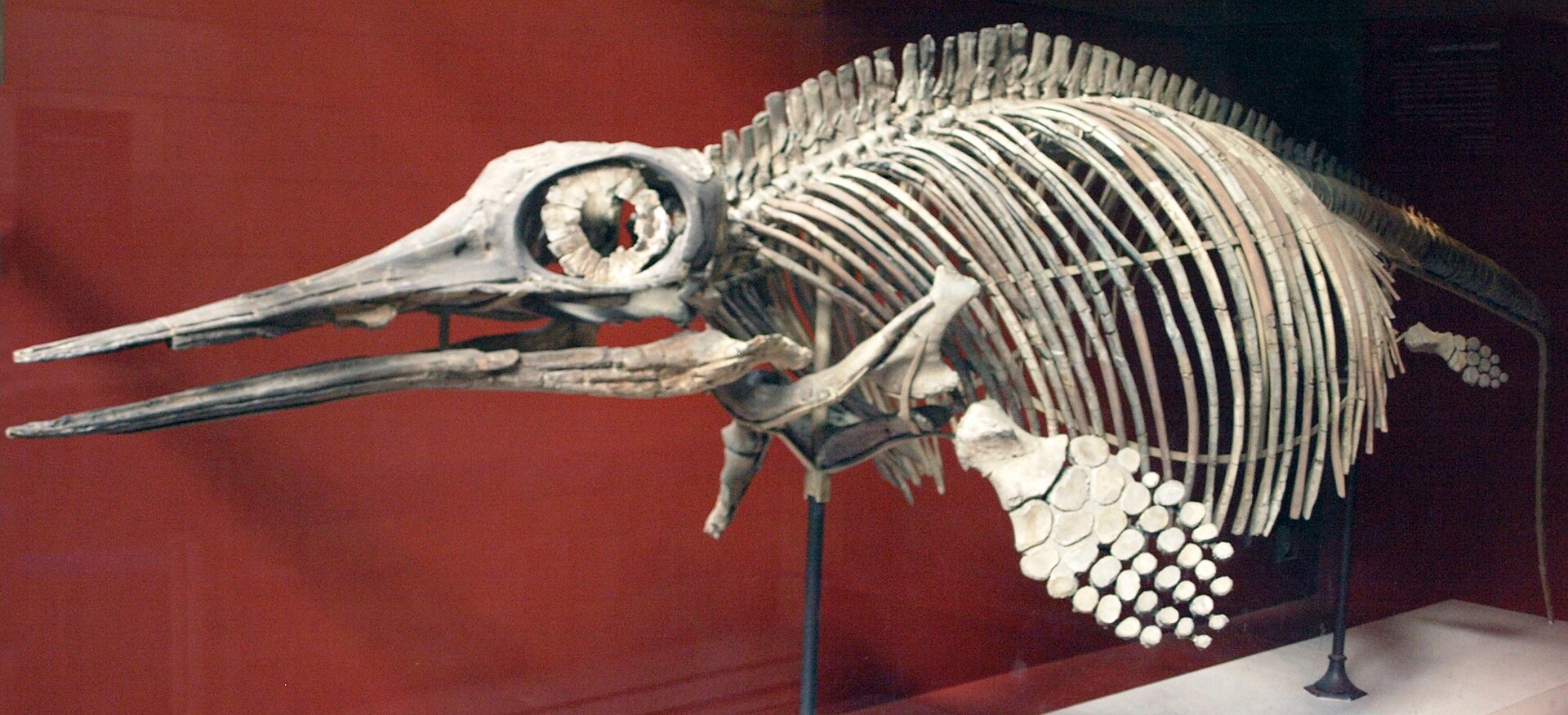 How Fossils Reveal Diet: Reading the Mouth Like a Menu