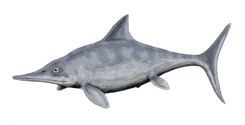 Modern Echoes: Needle Teeth Today and What They Tell Us About the Past