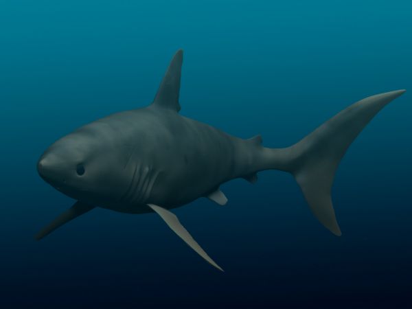 Megalodon’s Ancestors: Otodus obliquus and the Early Giant Sharks 