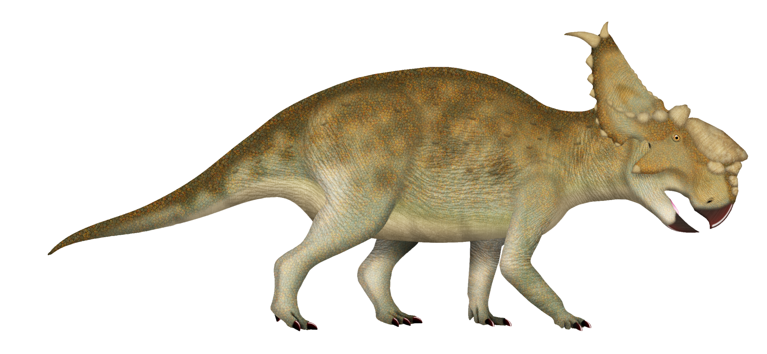 10. Pachyrhinosaurus: The Bony-Plated “Tank Face” Ceratopsian