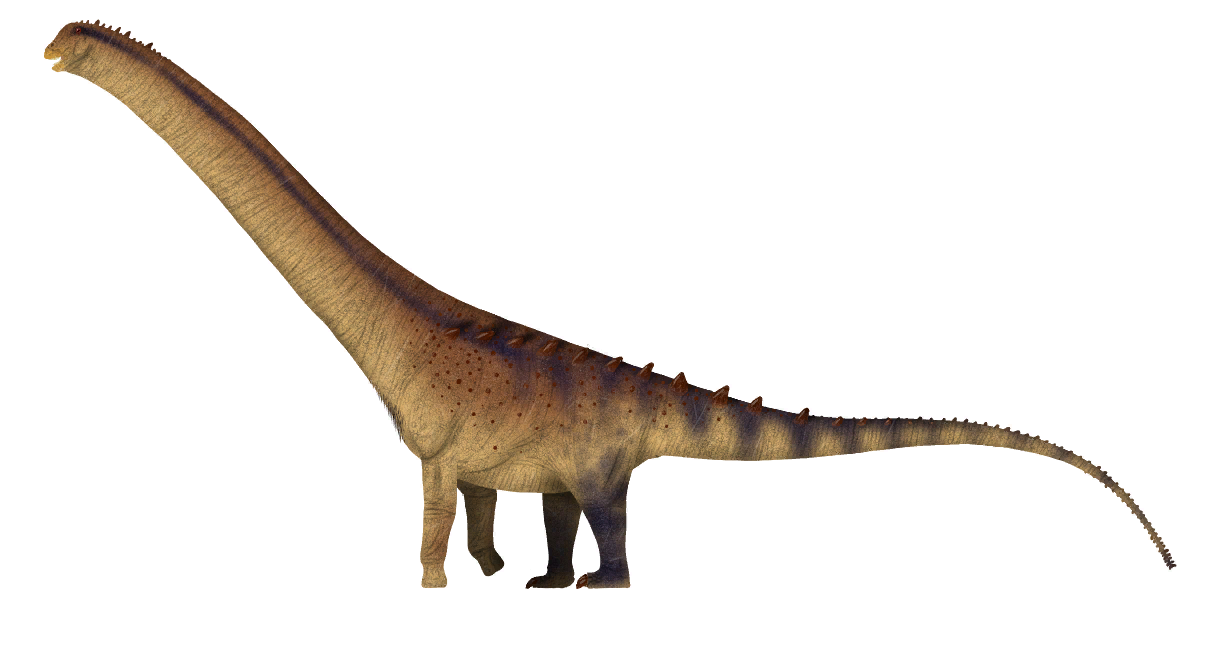 Patagotitan: The Contender Built From Better Bones