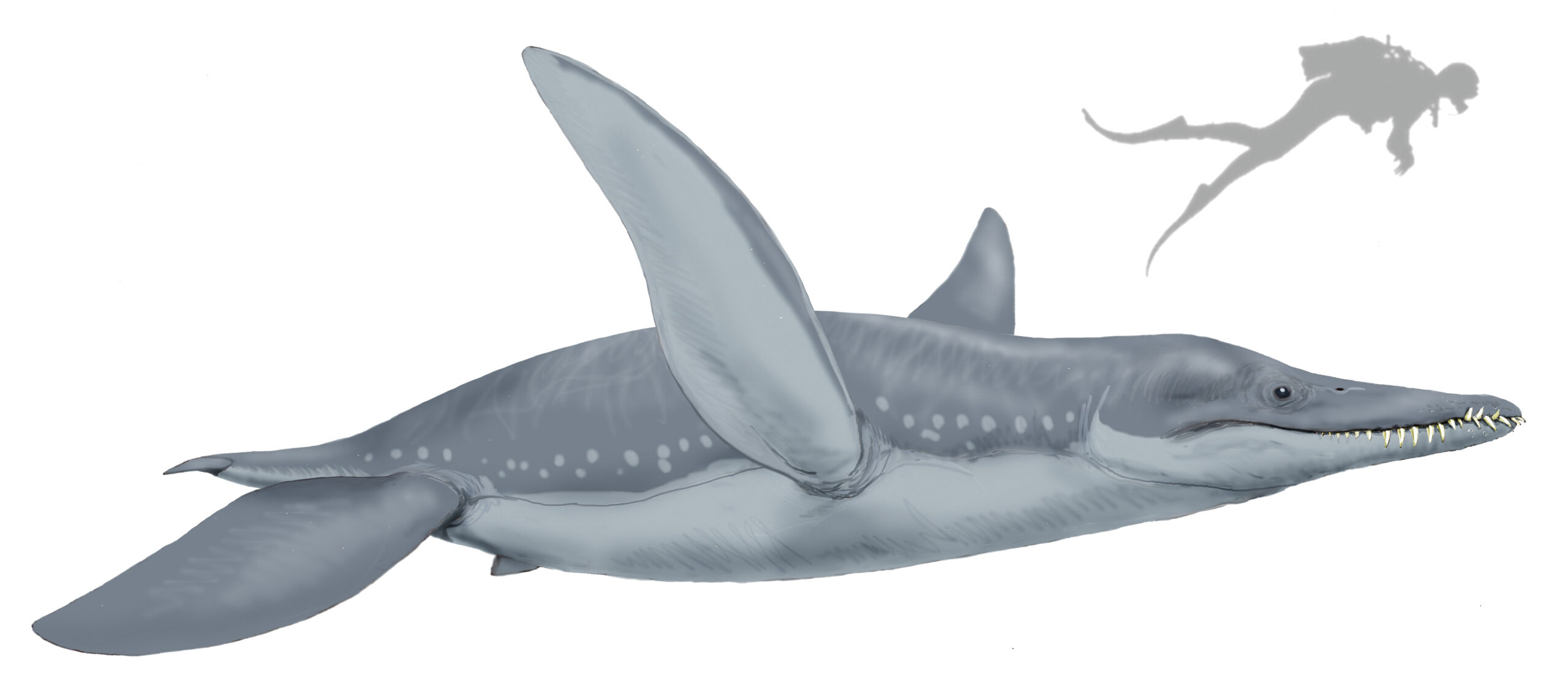 Pliosaurs and Plesiosaurs: Submarine Reptiles with Torpedo Skulls