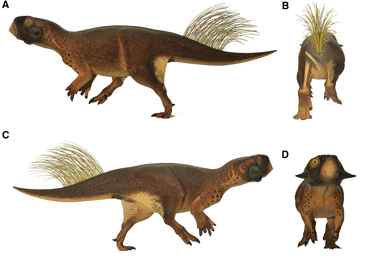 #4 - Some Dinosaurs Carried Stiff Quills Purely for Show