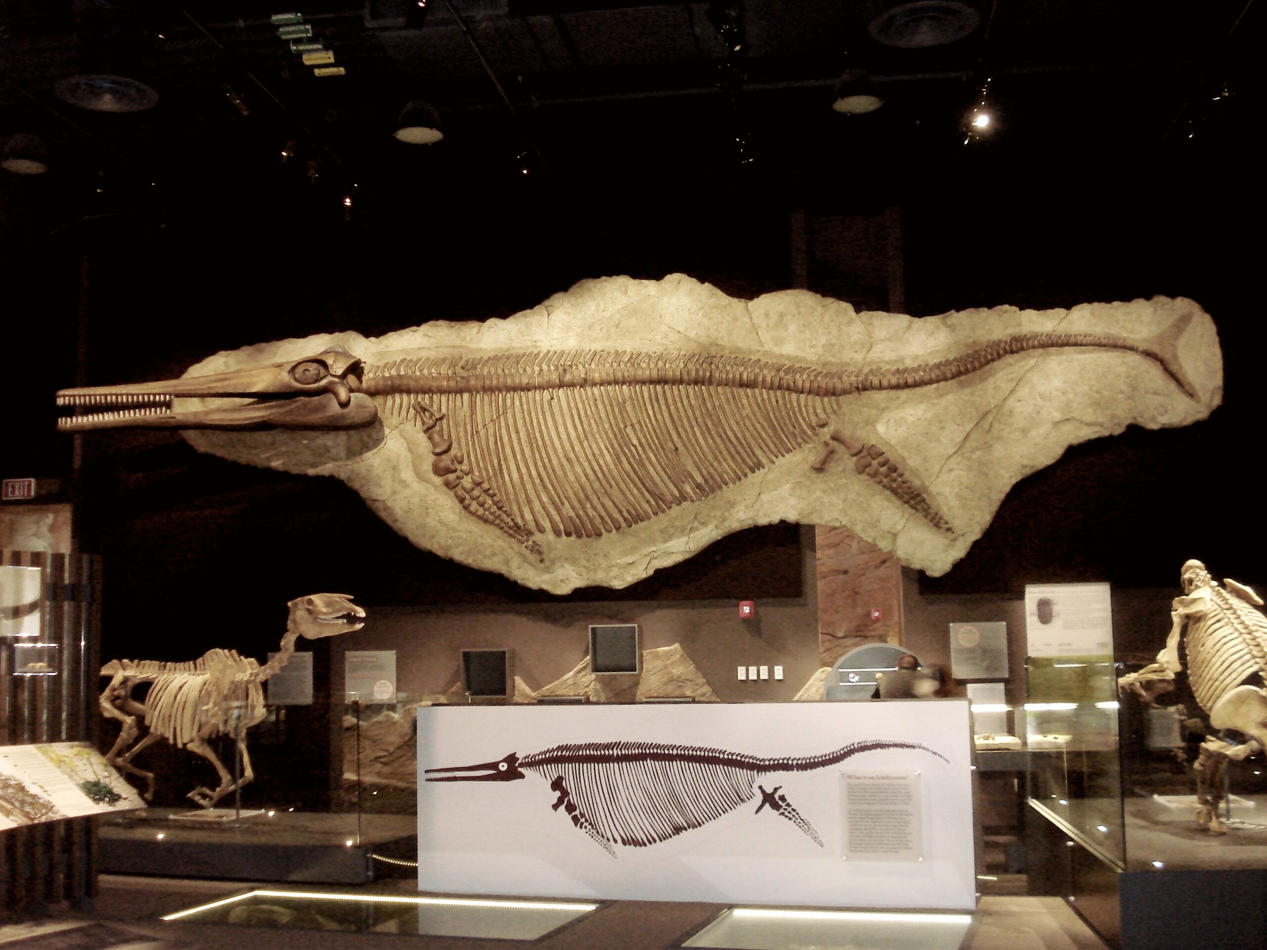 3. Shonisaurus: The Whale-Sized Reptile With a Gentle Look
