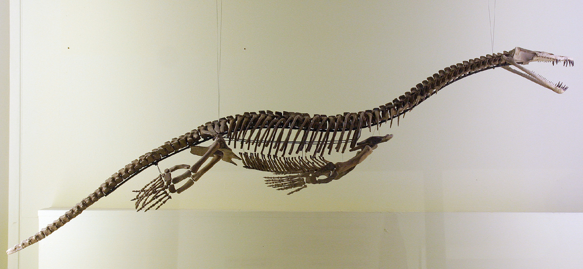 Light Bones but a Heavy Ecological Footprint