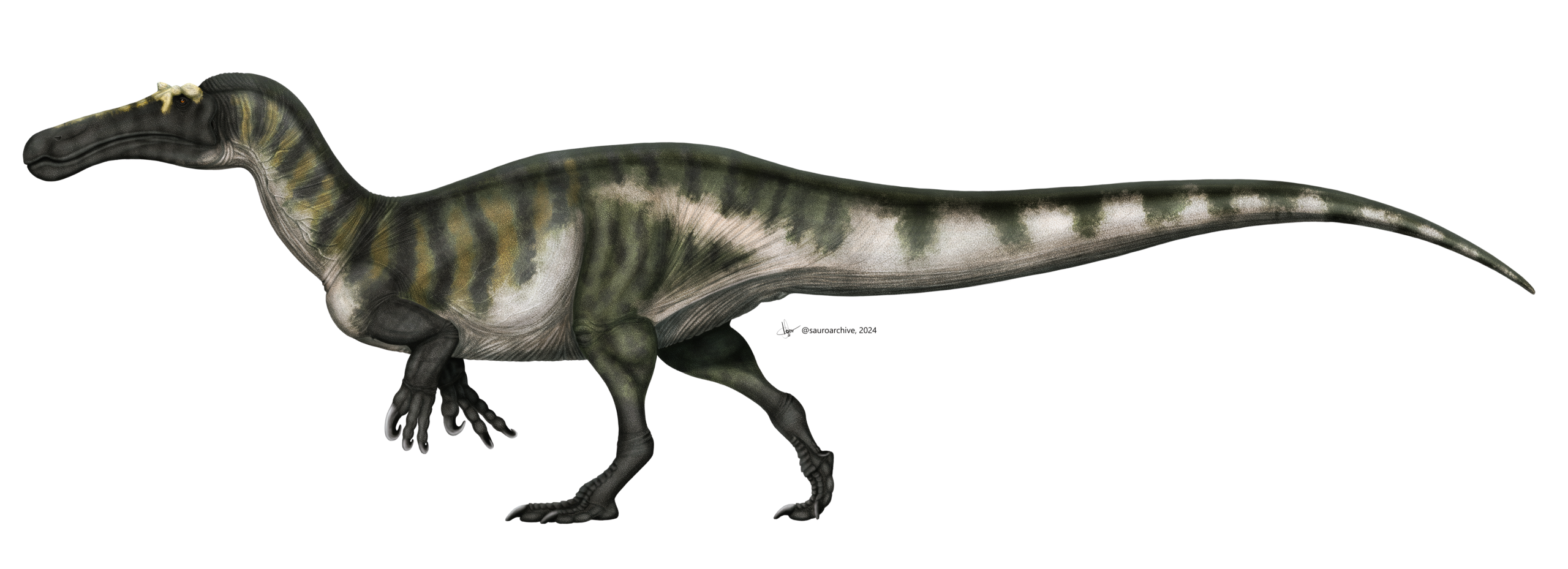 9. Its Bones Reveal A Predator Built For Strength, Not Sprinting