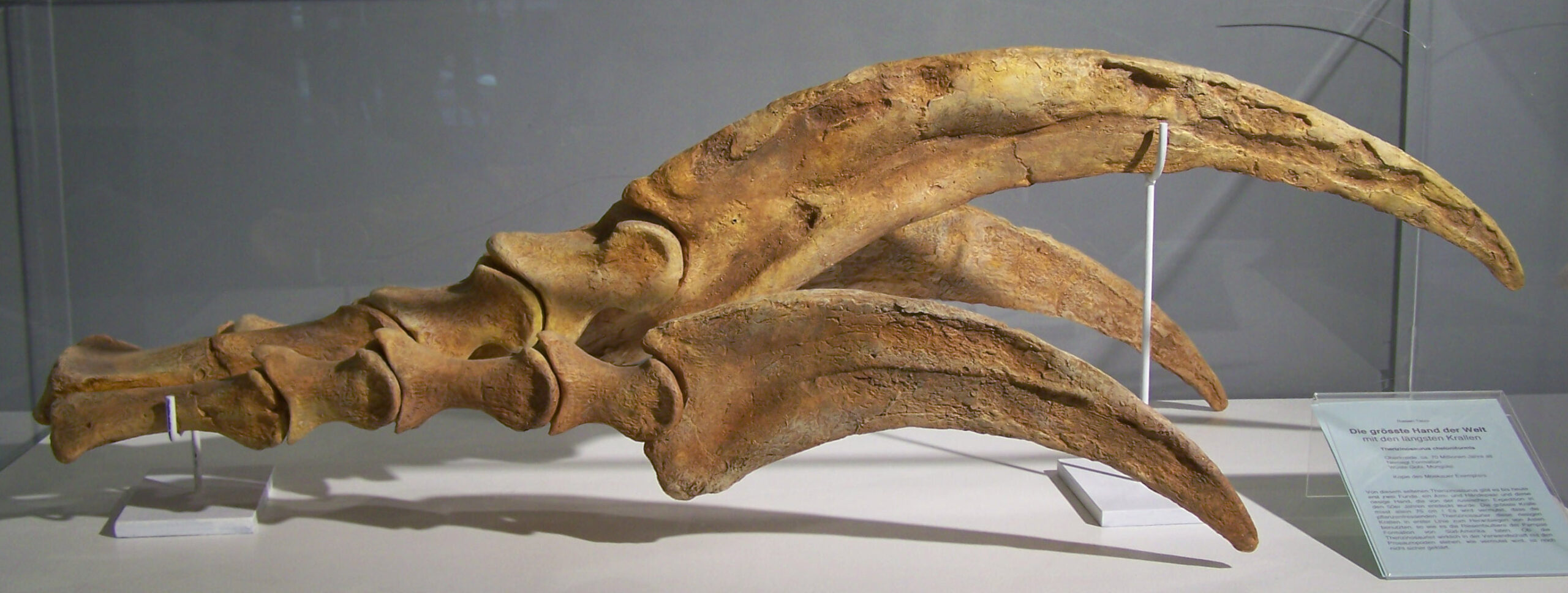 6. A Big‑Thumbed Predator From Mongolia Rewrites A Famous Story