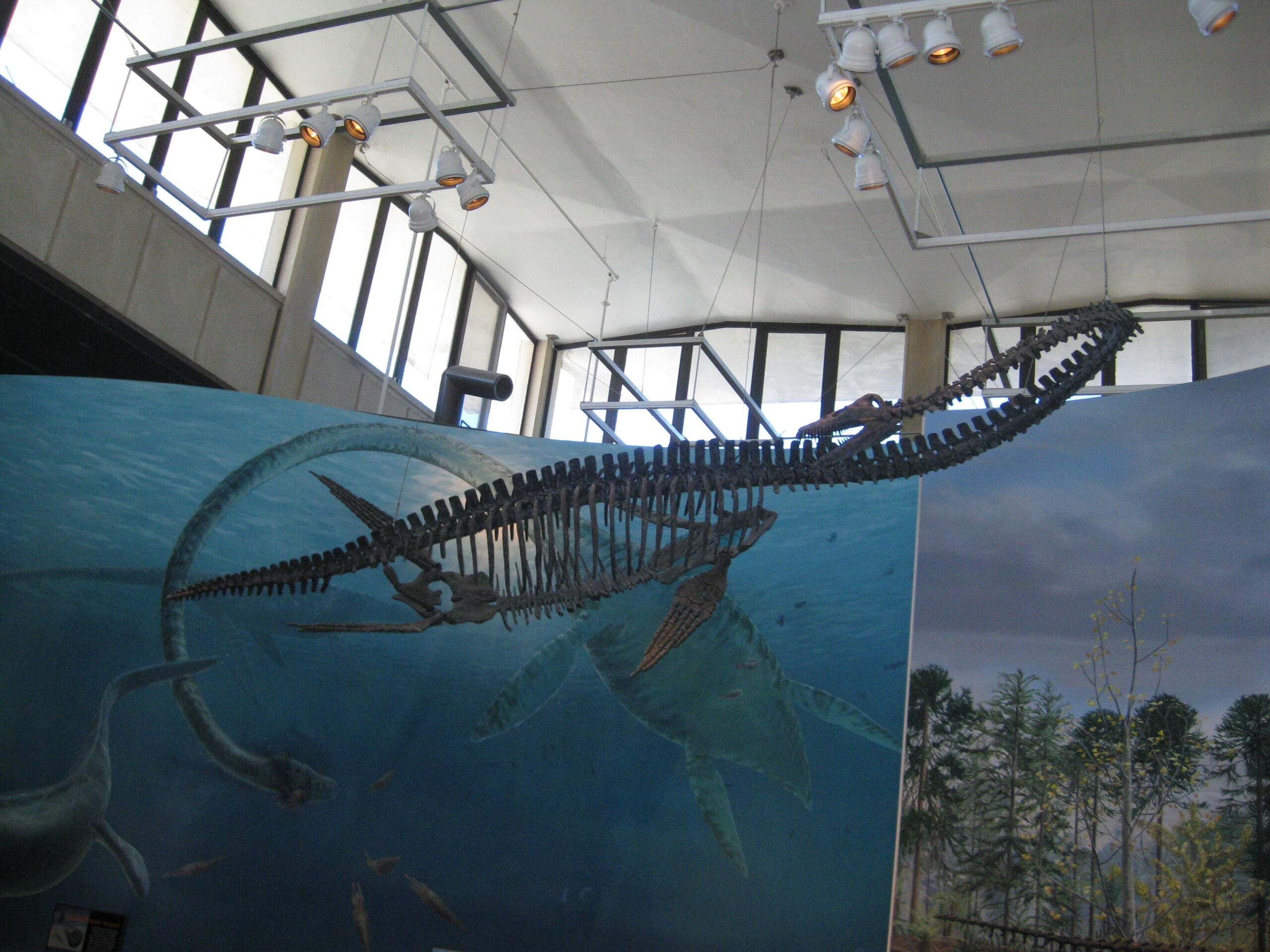 The Engineering Problem: Blood, Bones, and Buoyancy