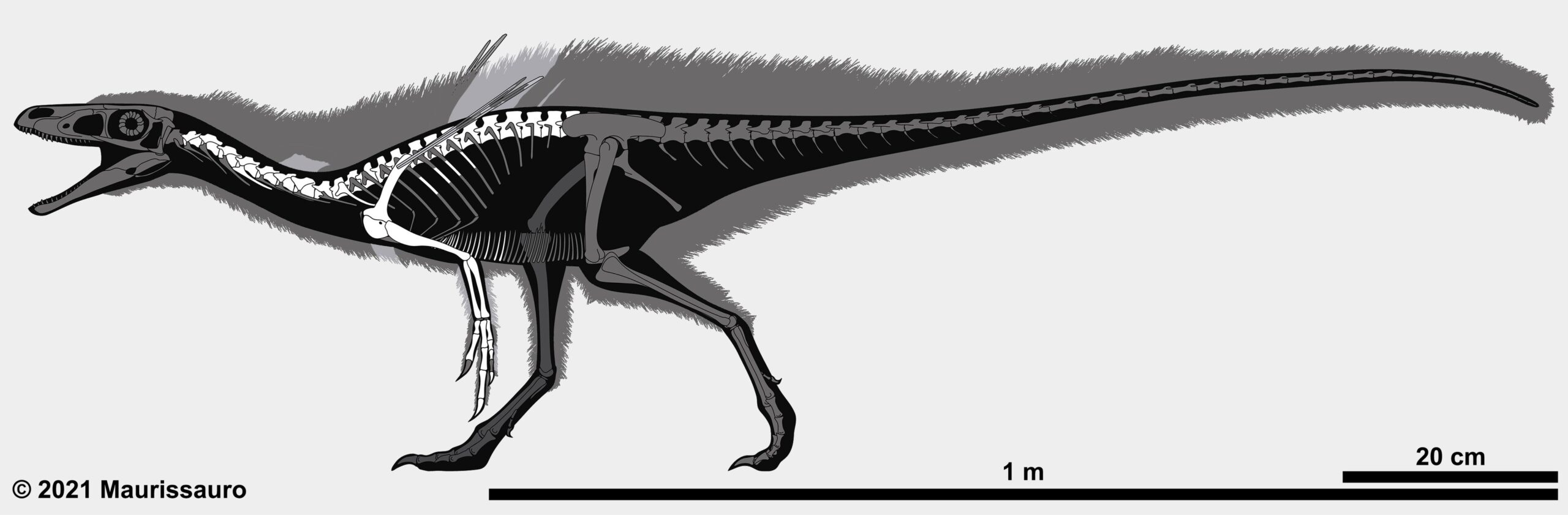 The Controversy: Fossil Smuggling, Hashtags, and Repatriation
