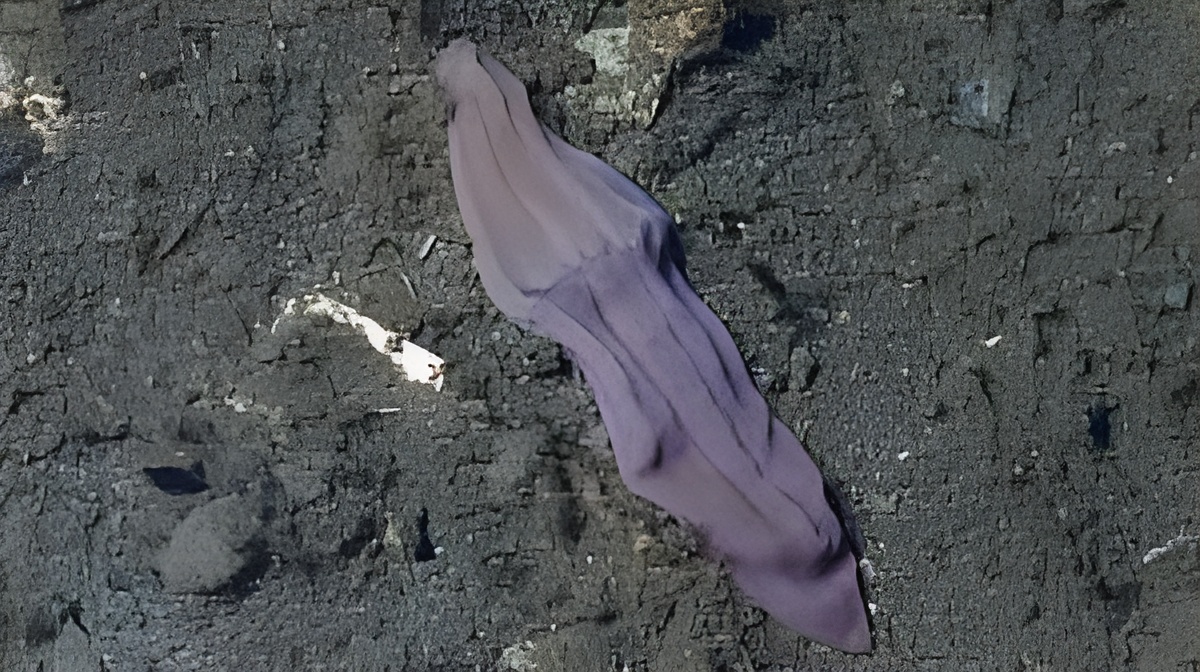 3. Deep-Sea Xenoturbella Worms That Scramble the Animal Family Tree