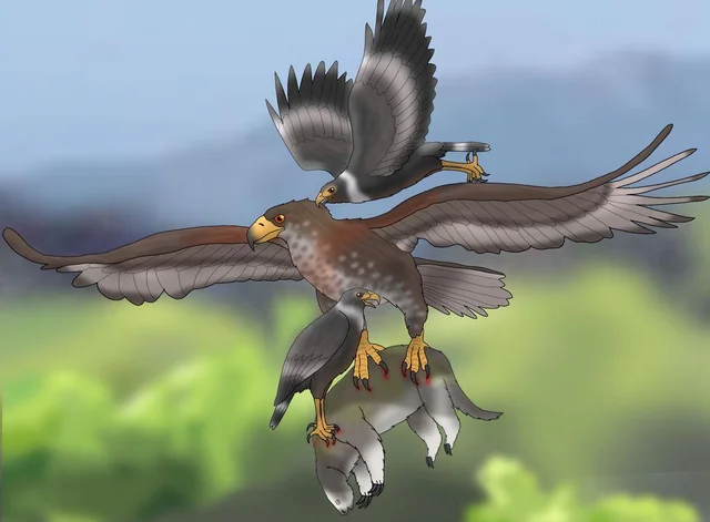 5. Buteogallus borrasi – The Cuban Giant Hawk with Mainland Roots