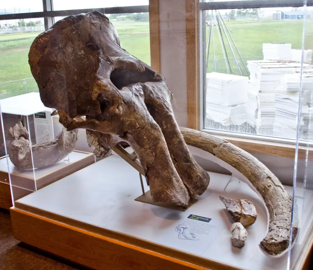 7 Things Early Humans Definitely Got Wrong About the Giant Bones They Were Finding Underground