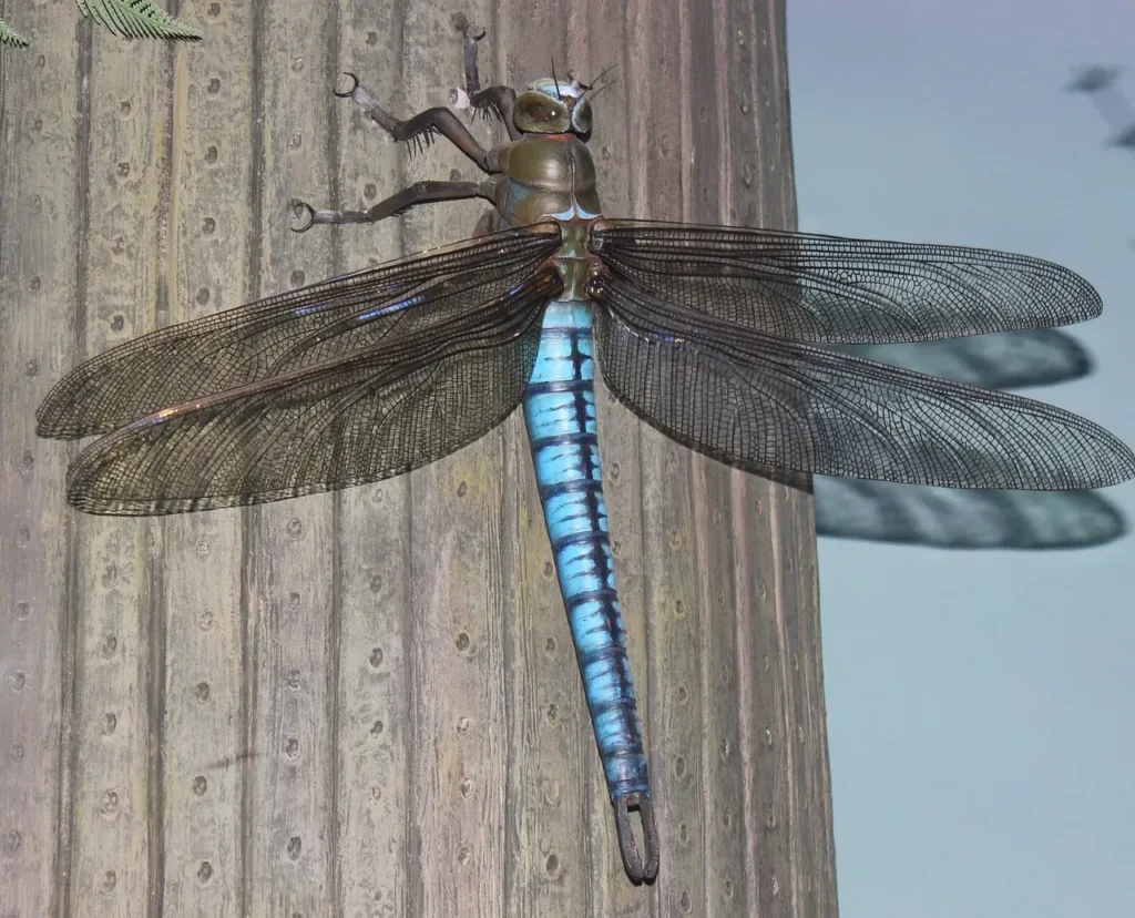 Giant Insects That Once Ruled the Planet