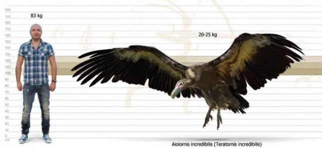 3. Aiolornis incredibilis – The “Incredible” Giant of the Late Pleistocene