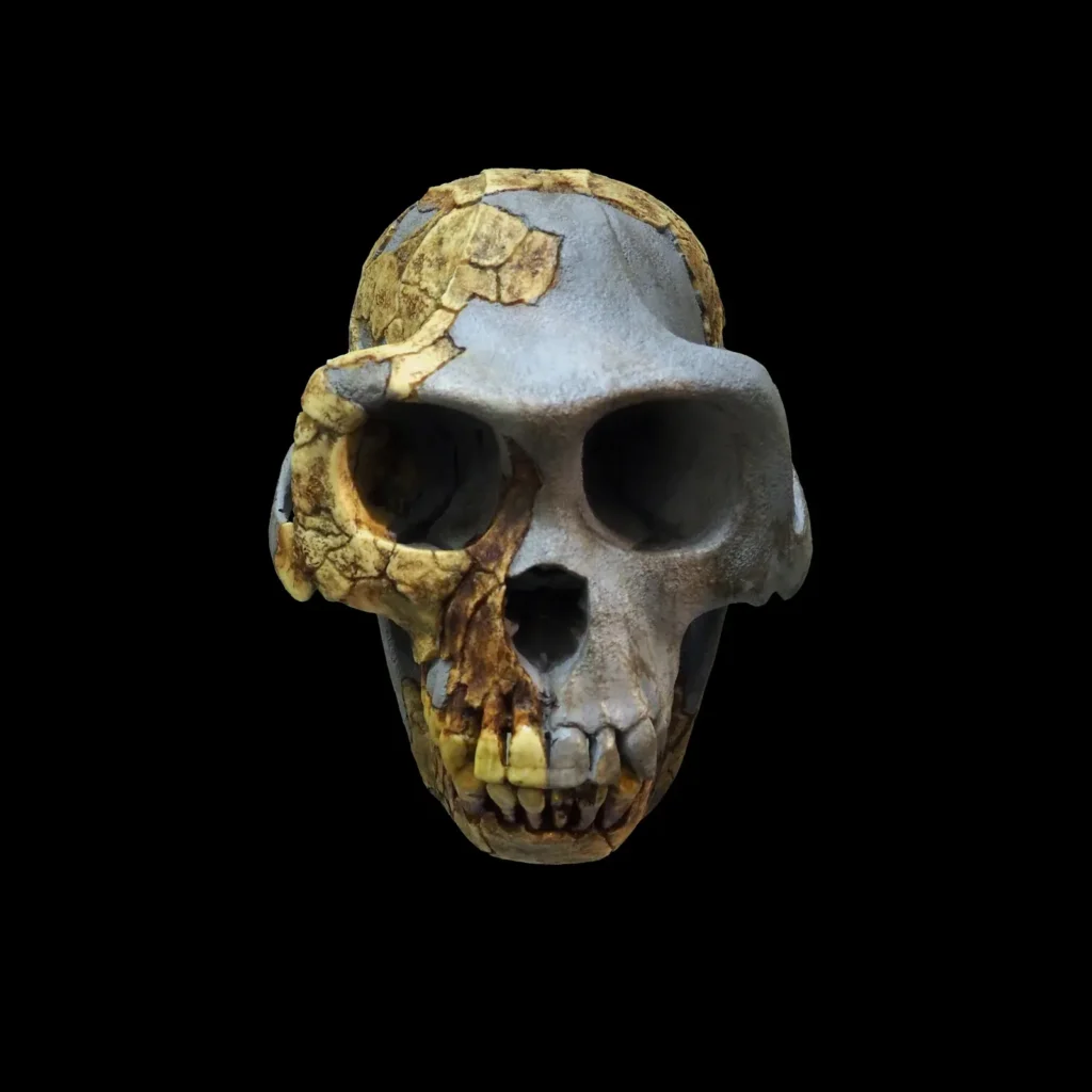 Science Says the Last Common Ancestor of Humans and Chimpanzees May Have Walked Upright in Ways That Completely Rewrite Our Earliest Origin Story