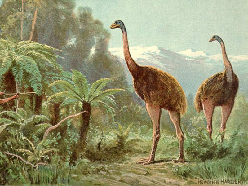 7. Moa – Giant Birds Our Human Cousins Literally Ate to Death