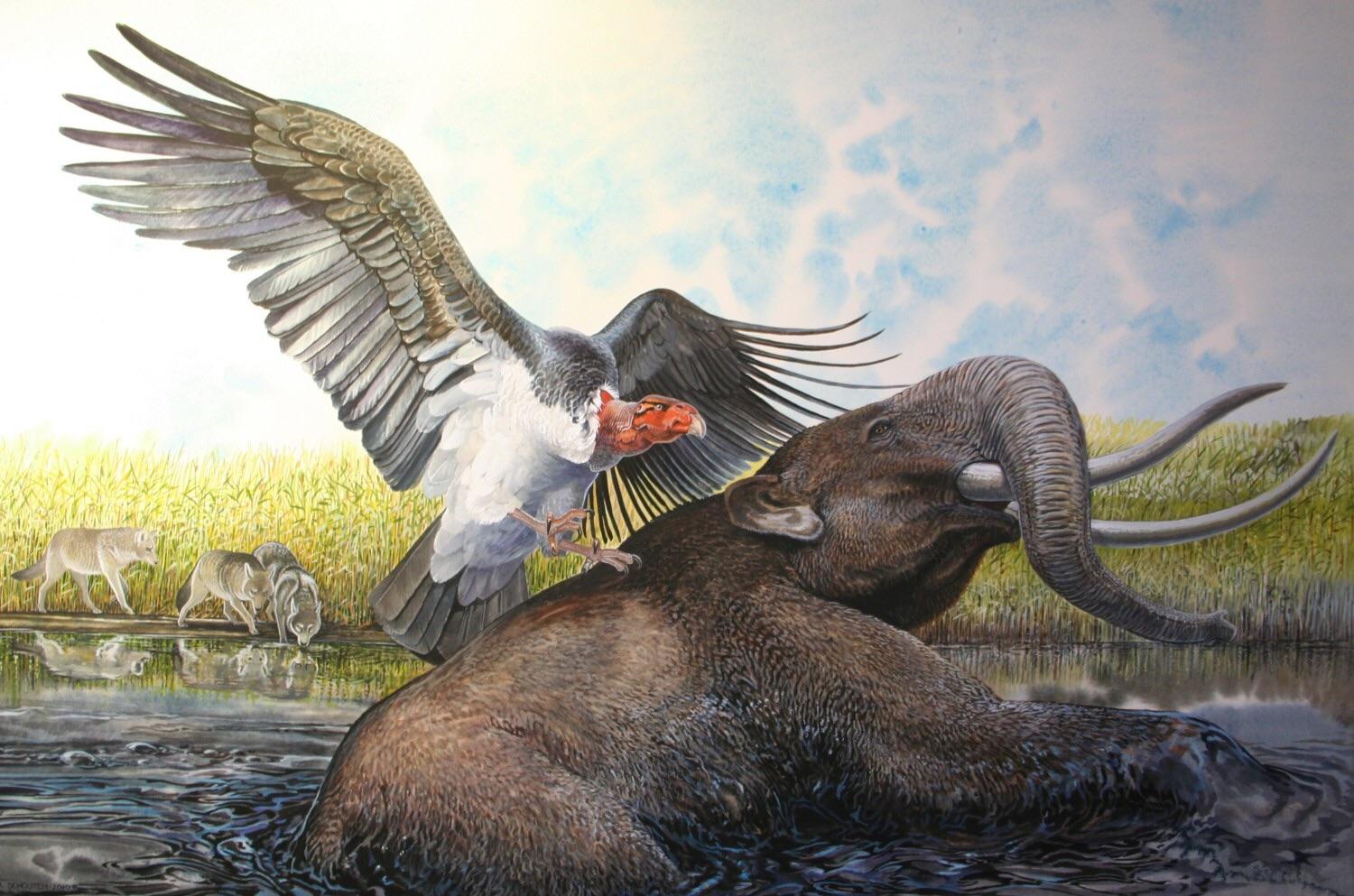 2. Teratornis merriami – The Vulture-Terror of Ice Age America