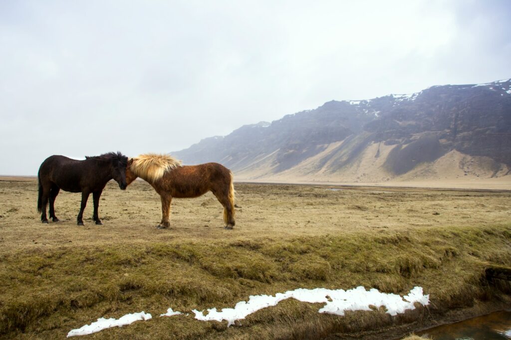 Which Zodiac Signs Would Bond Best With Wild Horses