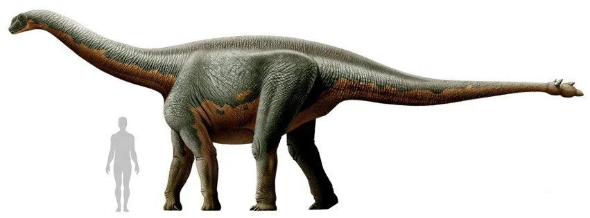 What Shunosaurus Tells Us About Sauropod Evolution