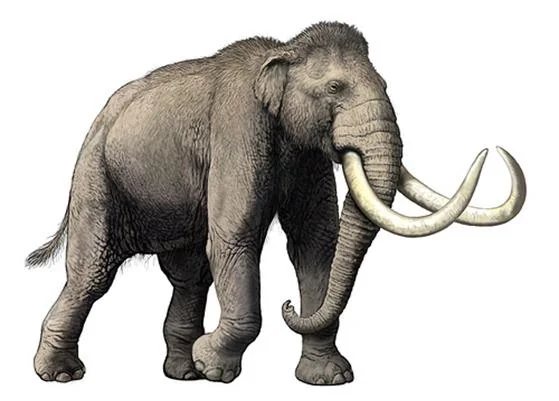 Mammoths on Steroids: The Songhua River Mammoth 