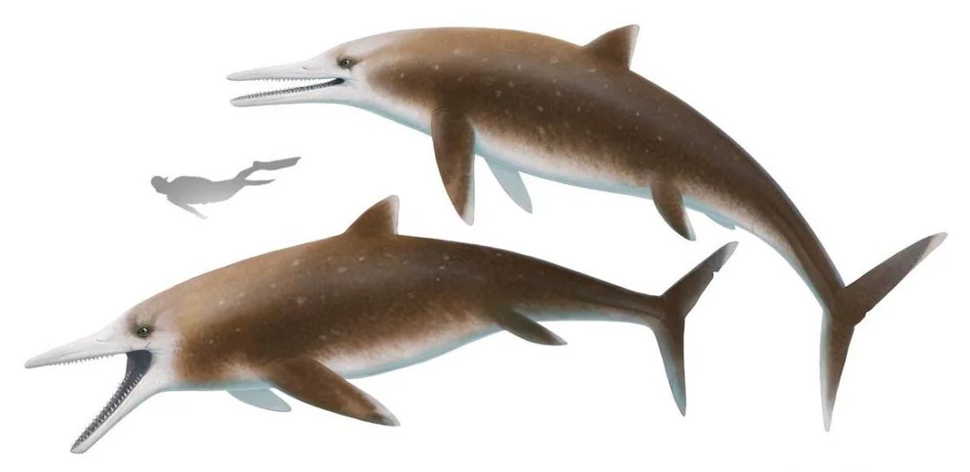 Birth, Survival, and What It Tells Us About the Oceans