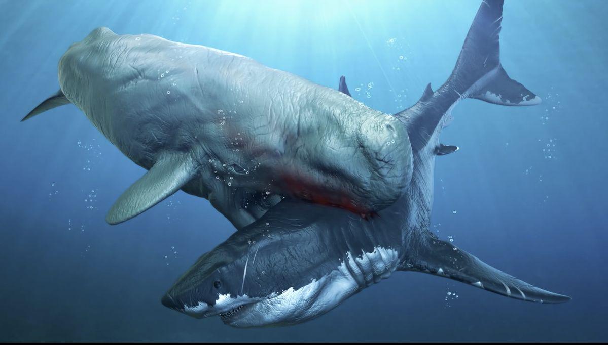 Could Livyatan Actually Have Beaten Megalodon?