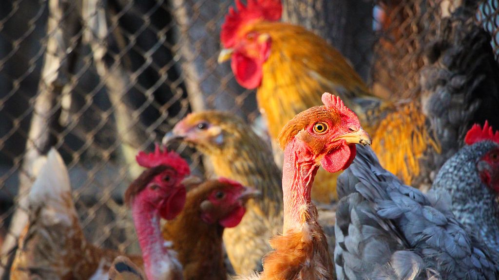 6 Ways Birds Are Not Just Descended From Dinosaurs - They Literally Still Are Dinosaurs