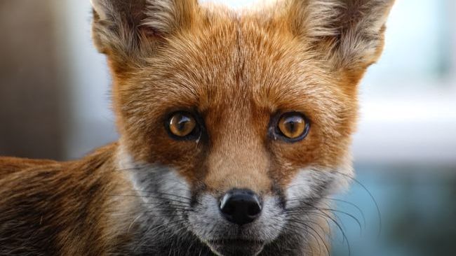 Psychology Says When a Wild Animal Makes Eye Contact With You and Does Not Run the Brain Processes That Moment as Significant - and the Memory of It Encodes Differently From Almost Every Other Interaction With the Natural World
