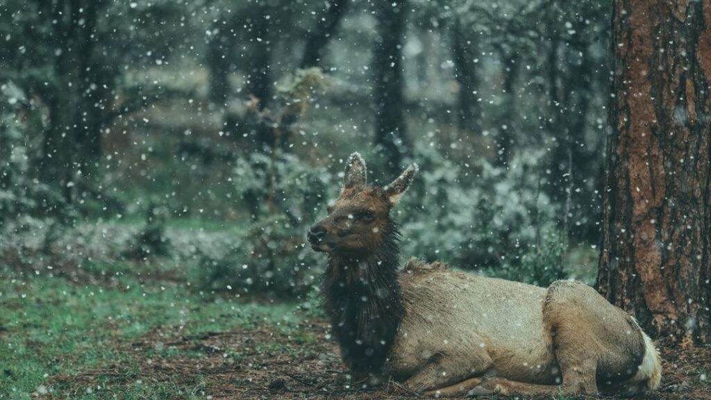 Psychology Says the Reason Humans Have Always Told Stories Featuring Animals Is Not Symbolic Convenience - It Is a Brain That Evolved Watching Animals for Survival Signals and That Has Never Stopped Finding Them the Most Honest Mirror It Has