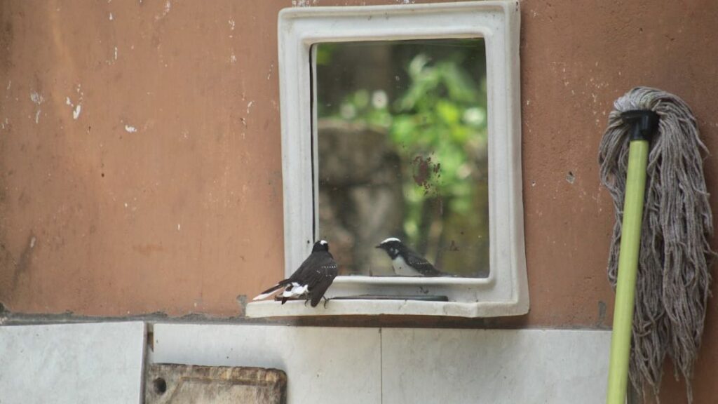 Psychology Says When a Magpie Passes a Mirror Test and Begins Checking Its Own Feathers It Has Just Done Something That Only Five Species on Earth Can Do - and Three of Them Have Brains That Look Nothing Like Ours