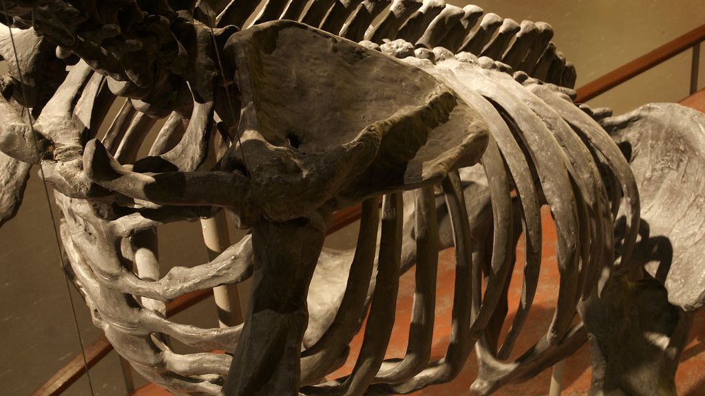 The fossilised last meal of a dinosaur was discovered intact inside its ribcage and what it had eaten surprised every scientist involved
