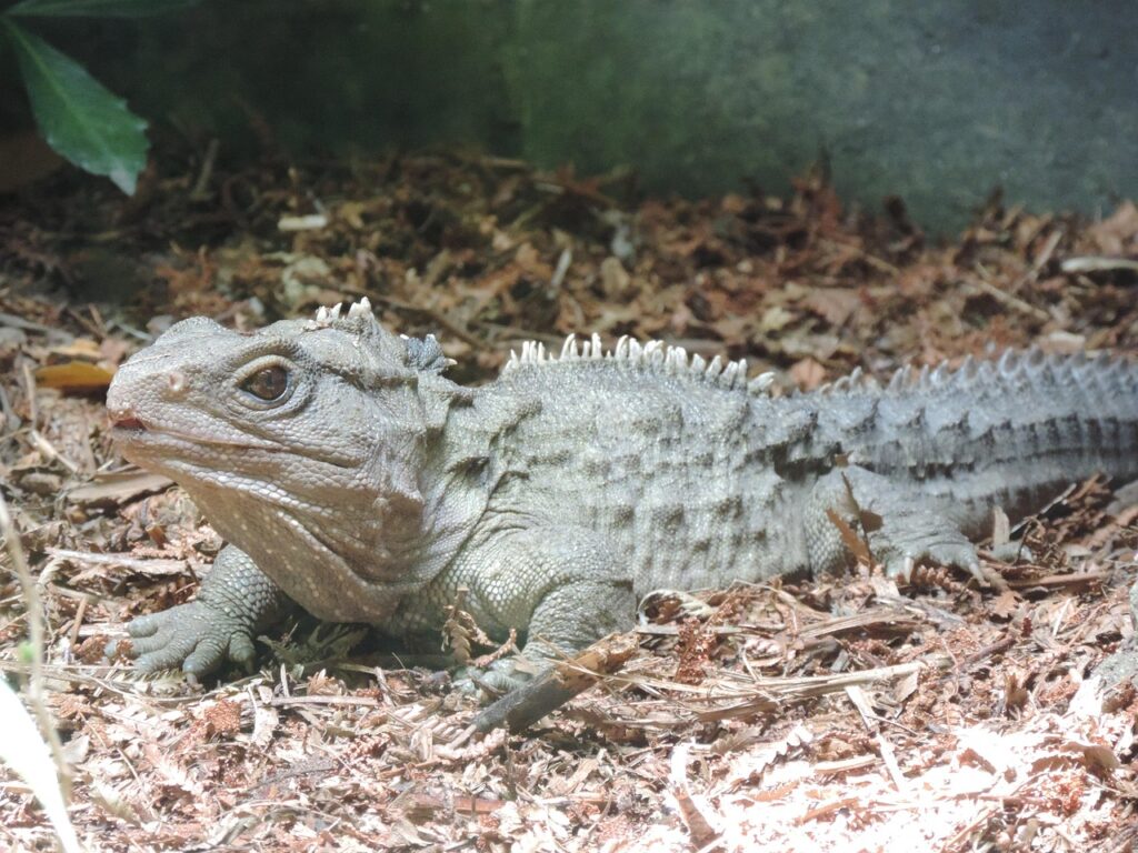 7 Animals Alive Today That Are Essentially Living Dinosaurs With a Better Publicist