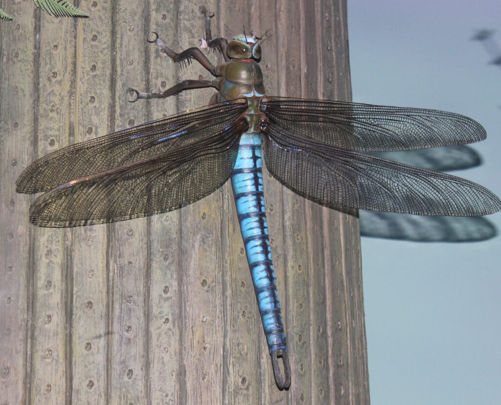 The prehistoric insect that was longer than your forearm and flew in swarms dense enough to block the sun - and it was real